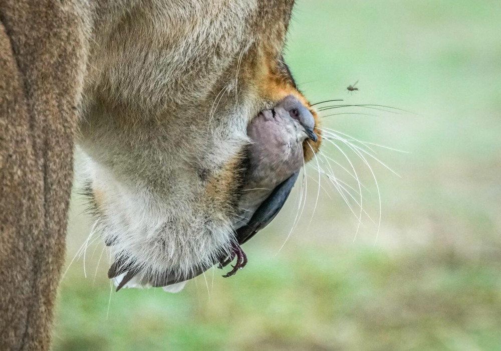 Tarangire National Park